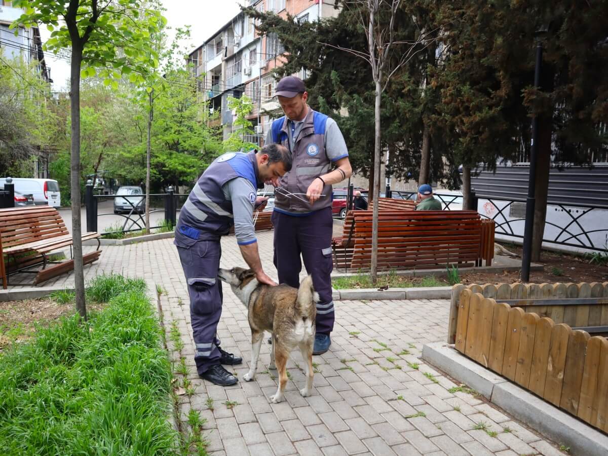 დედაქალაქის მერია მიუსაფარი ცხოველების საკითხის გკახა კალაძე-ადაჭრას ჰუმანური და ეფექტური გზებით გეგმავს