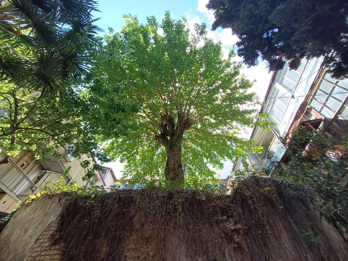 ძველი და ახალი თაობის თვალით დანახული რუსთაველის გამზირი