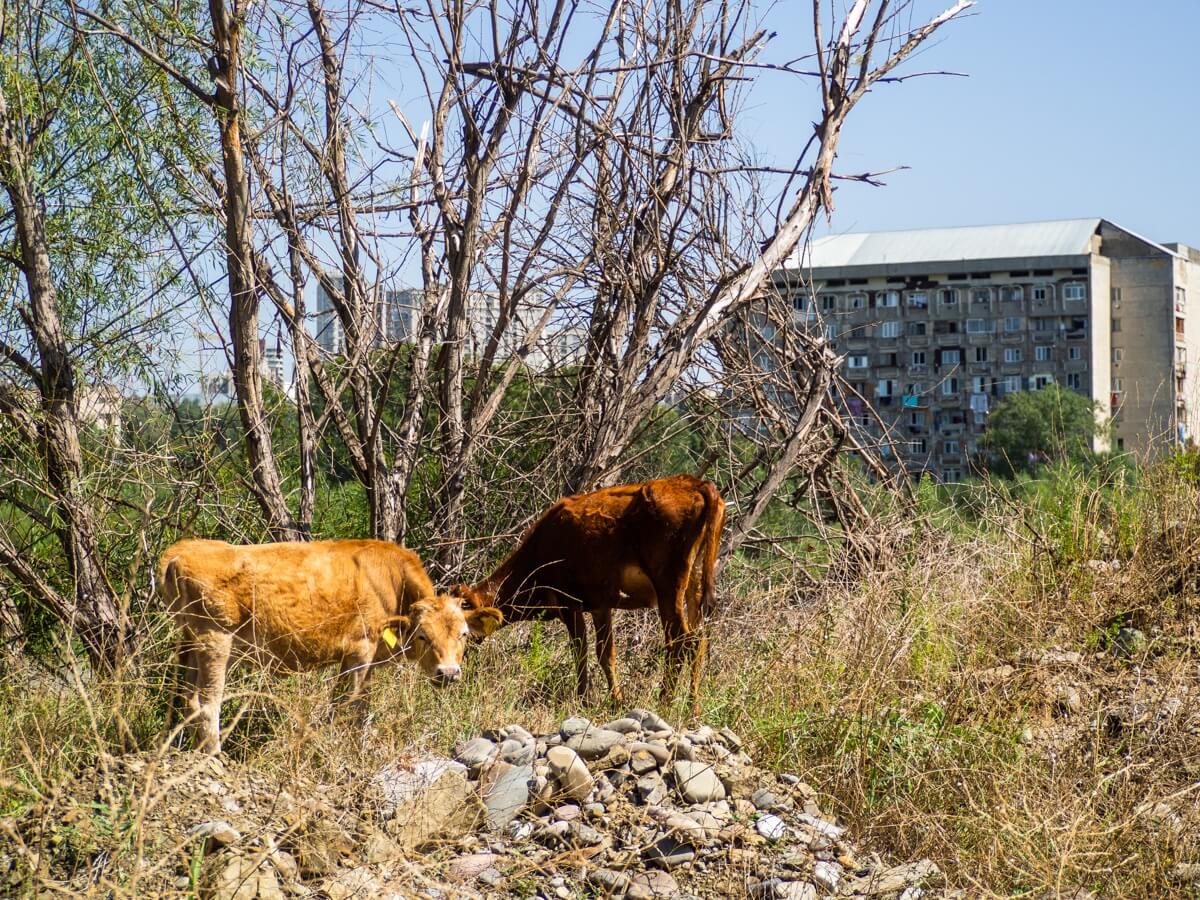 “დედაქალაქის ფილტვები” ეკოლოგიური კატასტროფის წინაშეა