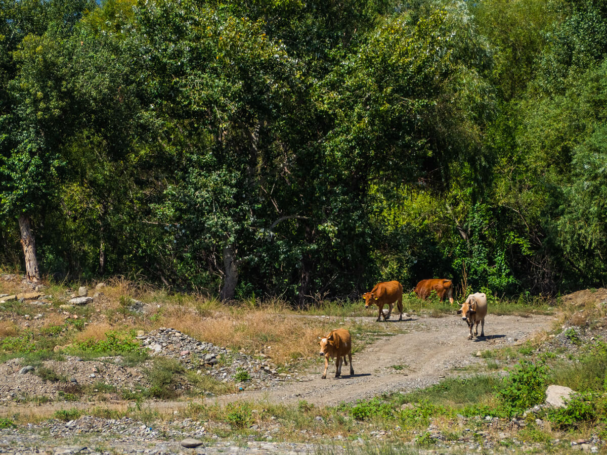“დედაქალაქის ფილტვები” ეკოლოგიური კატასტროფის წინაშეა