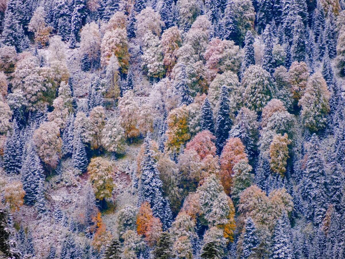 შემოდგომის ბურუსში შემოპარული თეთრი ფერები-მაღალმთიან აჭარაში პირველი თოვლი მოვიდა