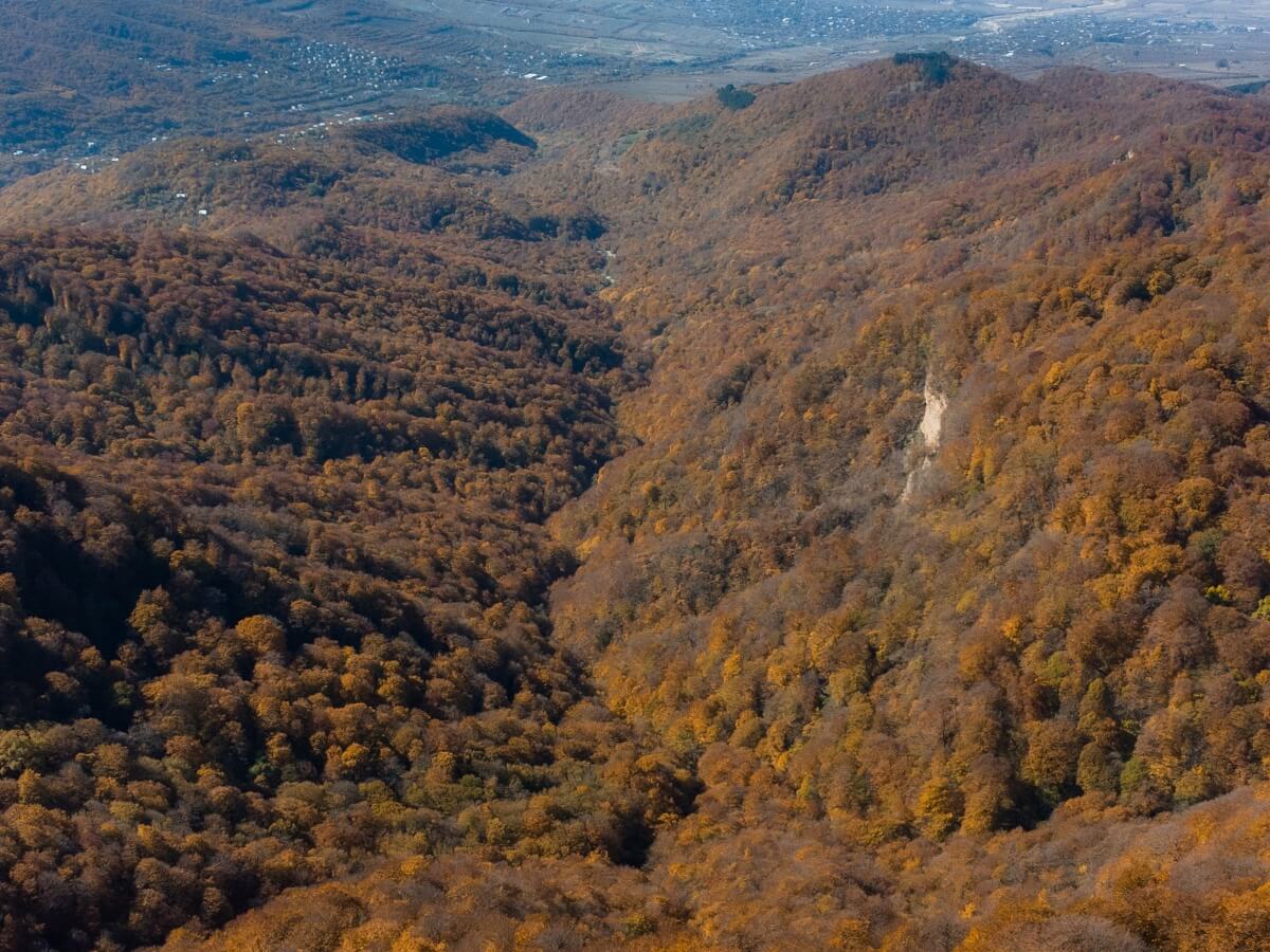 საბადურის შემოდგომის ტყე Kalaki.ge-ს ფოტოგრაფის ობიექტივში
