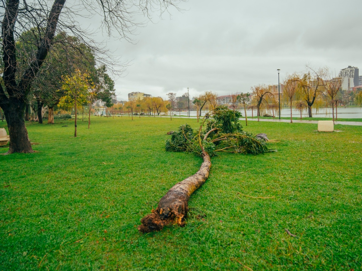 ფოტოფაქტი: ძლიერი ქარის შედეგად დაზიანებული საცხოვრებელი სახლები და ინფრასტრუქტურა-ბათუმში შედეგების სალიკვიდაციო სამუშაოები მიმდინარეობს