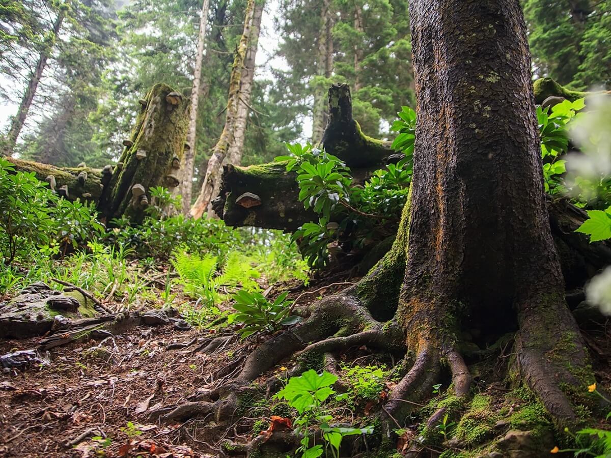 იქ, სადაც ფეხით ცაში ადიხარ – ერთი ჩვეულებრივი დღის არაჩვეულებრივი ემოცია