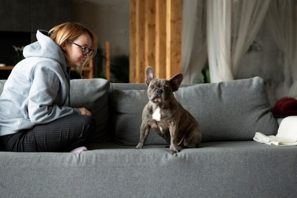 ქირავდება 5 ბინა, სადაც შეიძლება ცხოვრება შინაურ ცხოველებთან ერთად